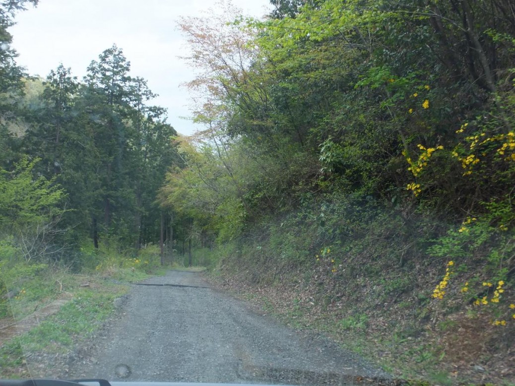 s1200_高尾の森林道３