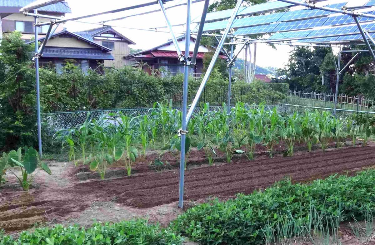 奥がトウモロコシで、手前が里芋。左側の南面の方が 生育が遅いのはどちらも共通している。2013年の収穫時（©長島彬） 