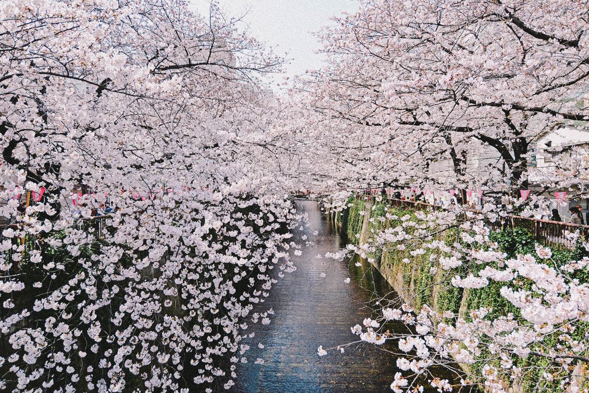 s1200_目黒川桜写真-1