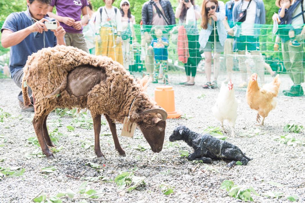 去年 Natural High! 当日に会場で産まれた雄の「さつき」です。今は 1 才になり、埼玉で暮らしているそうです。