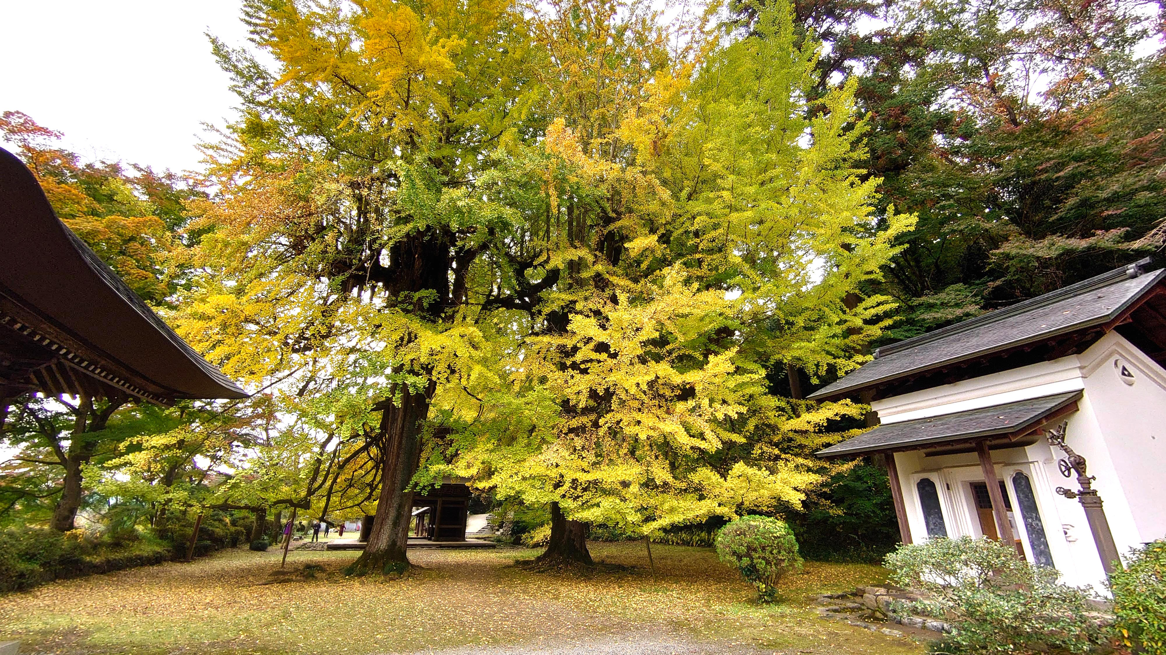 紅葉が満開の多摩あきる野でBBQに温泉､小さな美術館も【11/14
